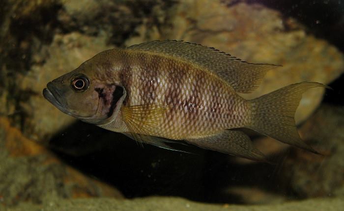 Neolamprologus savoryi
